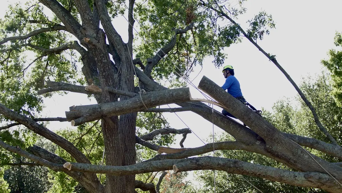 Professional Crown Thinning performed by certified arborists in Willards