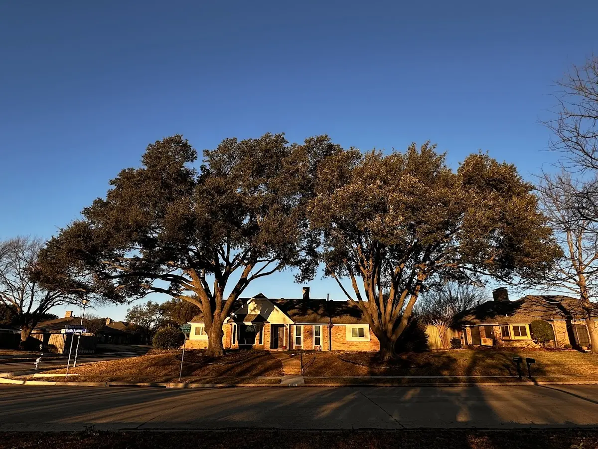 Established residential canopy tree shading a home in Willards